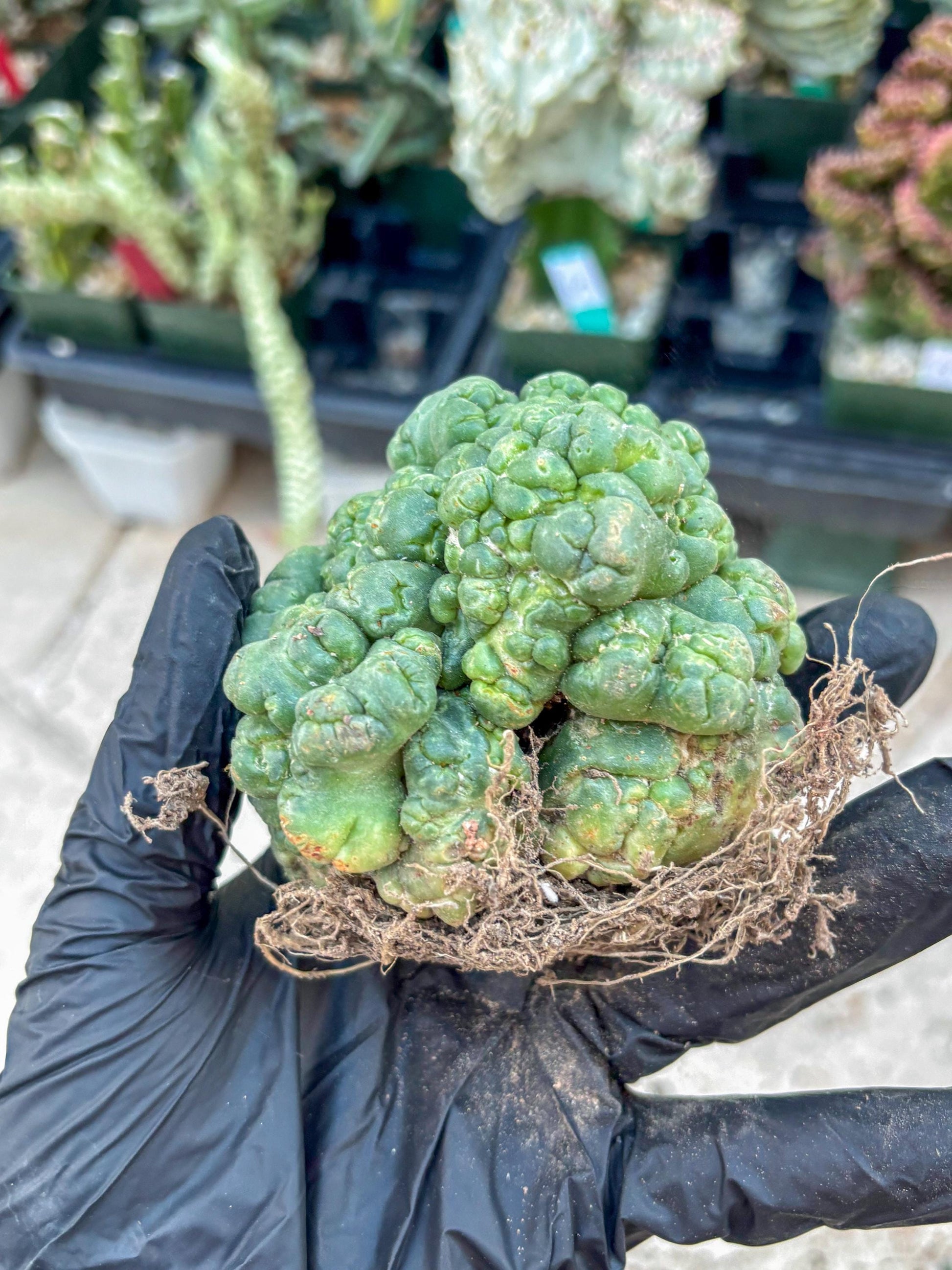 Coryphantha Elephantidens Cristata (Y) | Very Rare Imported Cactus