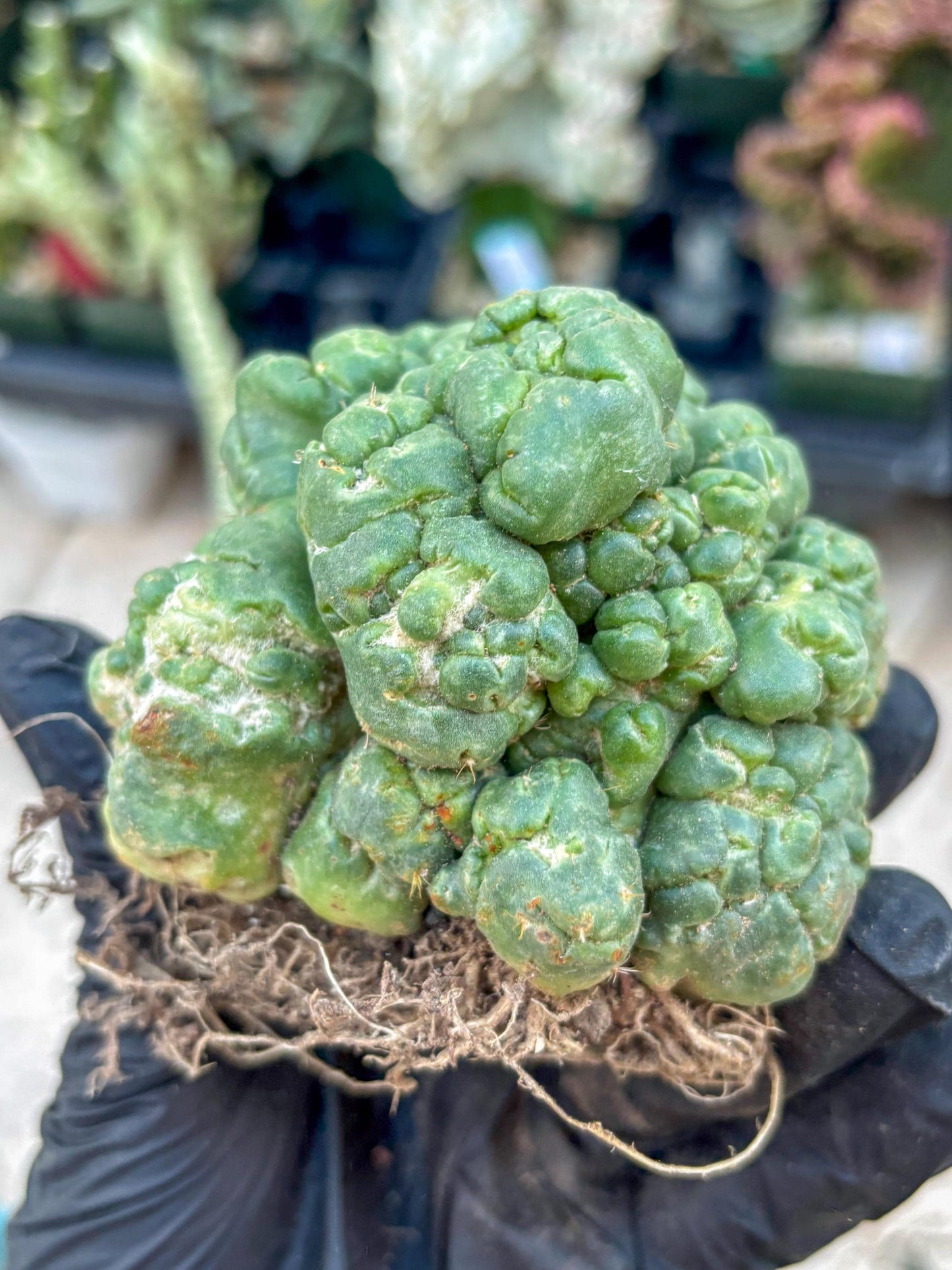 Coryphantha Elephantidens Cristata (Y) | Very Rare Imported Cactus