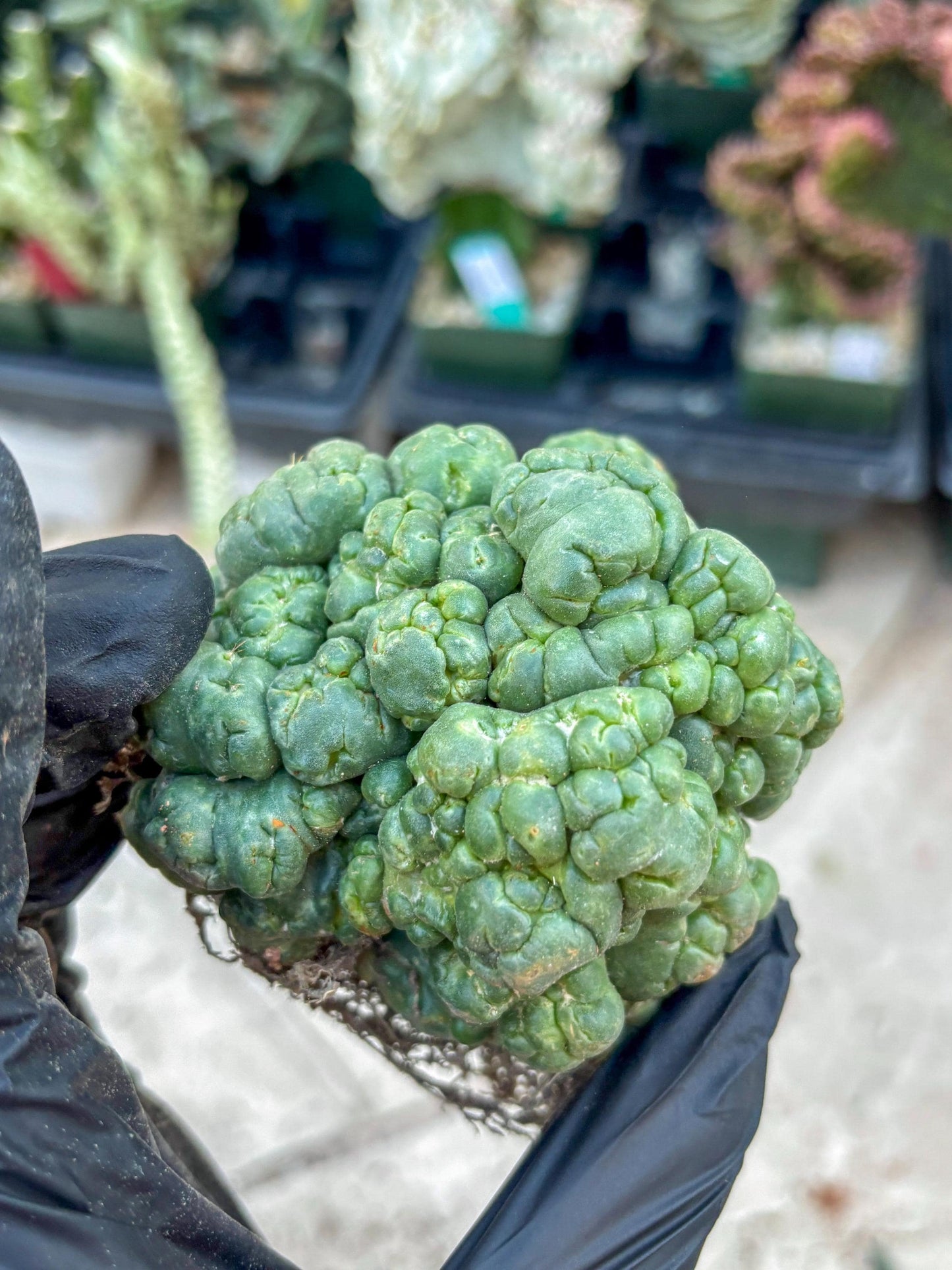 Coryphantha Elephantidens Cristata (Y) | Very Rare Imported Cactus