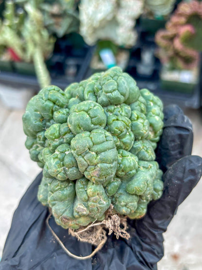 Coryphantha Elephantidens Cristata (Y) | Very Rare Imported Cactus