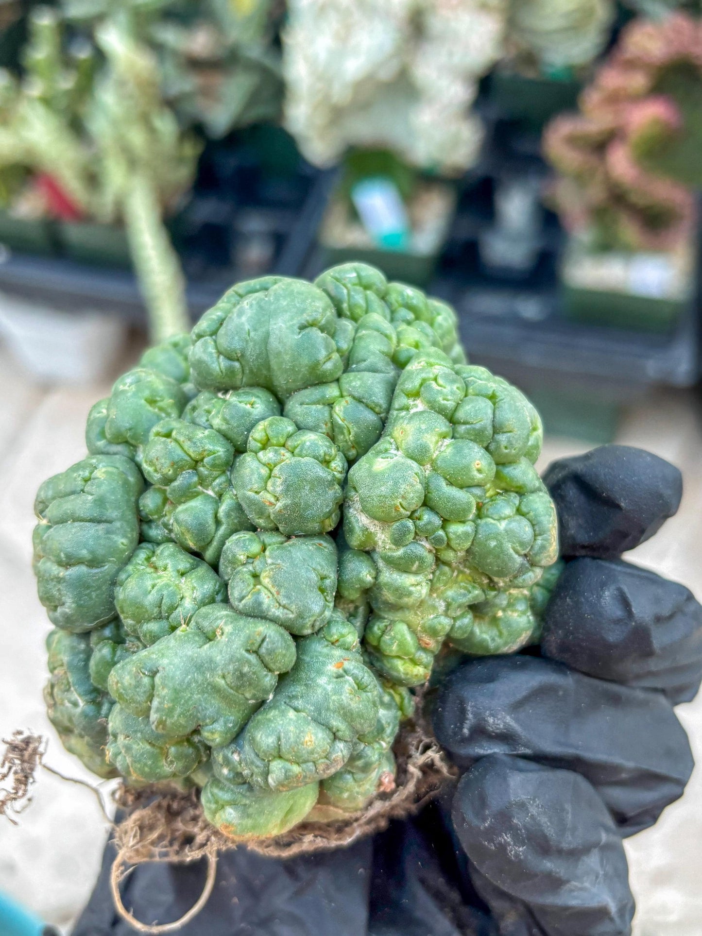 Coryphantha Elephantidens Cristata (Y) | Very Rare Imported Cactus