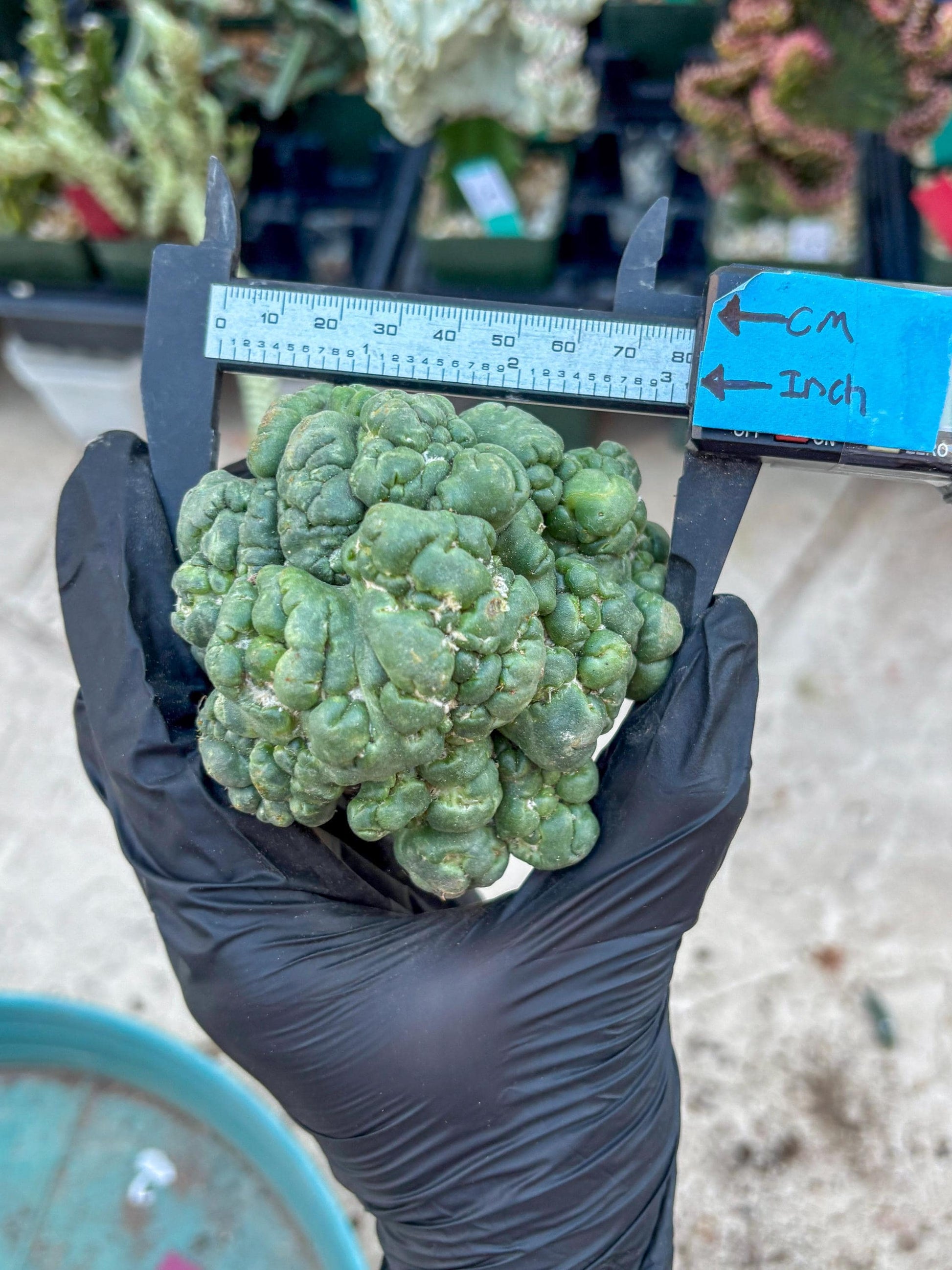 Coryphantha Elephantidens Cristata (Red) | Very Rare Imported Cactus