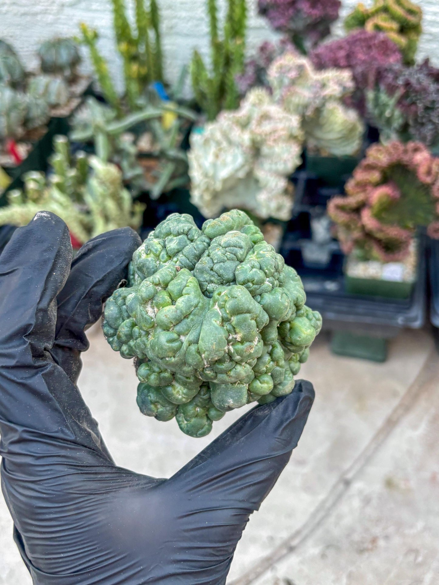 Coryphantha Elephantidens Cristata (Red) | Very Rare Imported Cactus