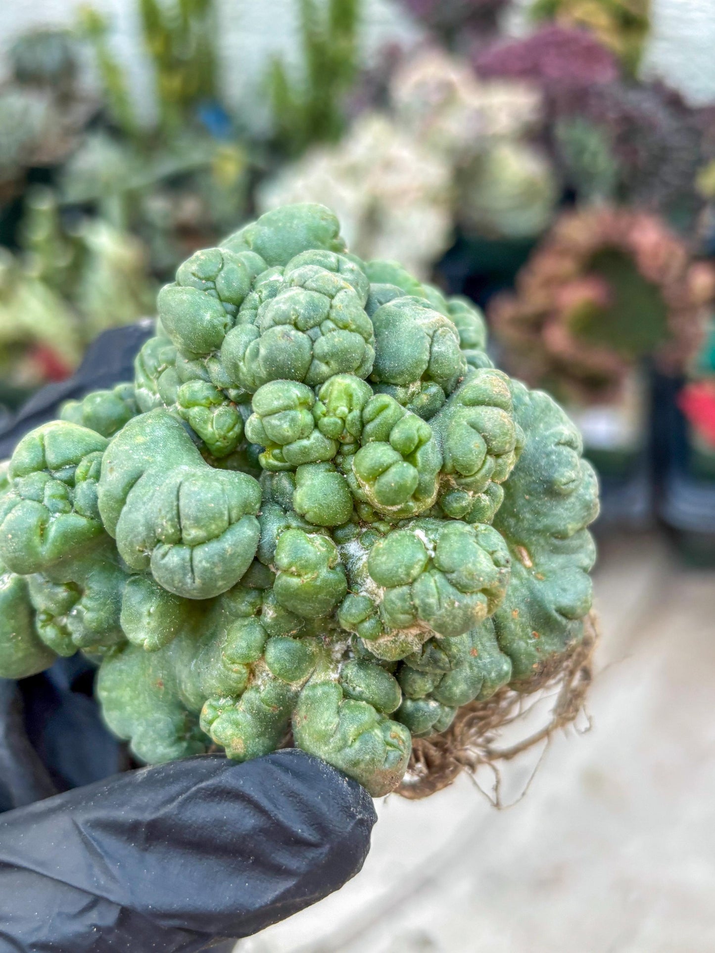 Coryphantha Elephantidens Cristata (Red) | Very Rare Imported Cactus