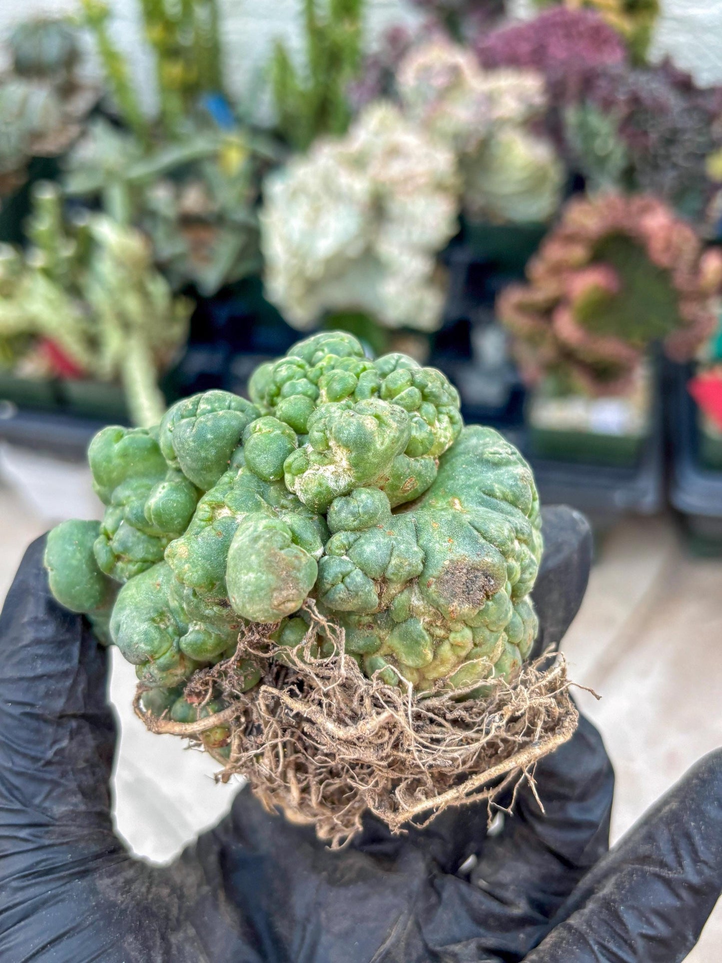 Coryphantha Elephantidens Cristata (Red) | Very Rare Imported Cactus