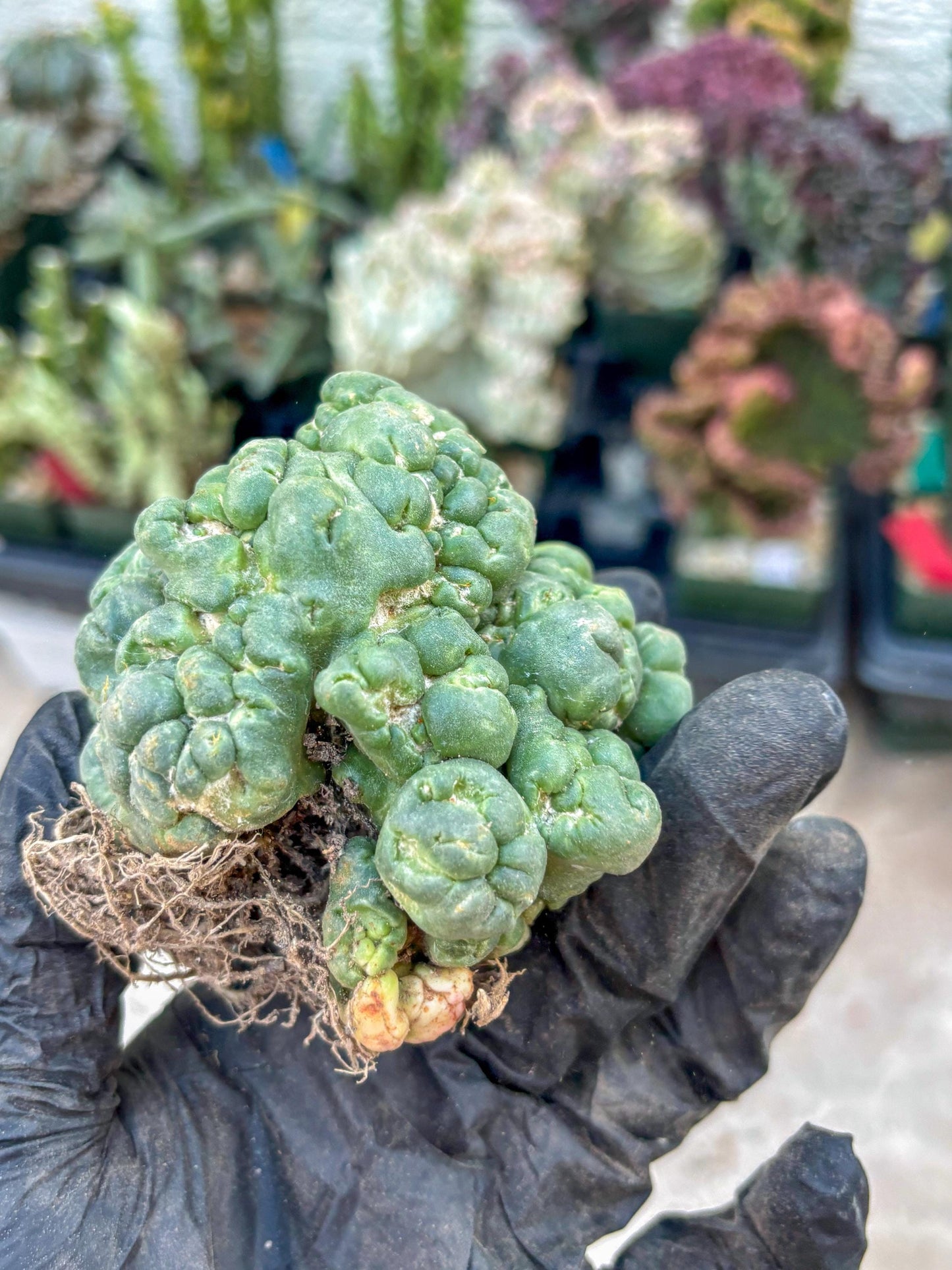 Coryphantha Elephantidens Cristata (Red) | Very Rare Imported Cactus