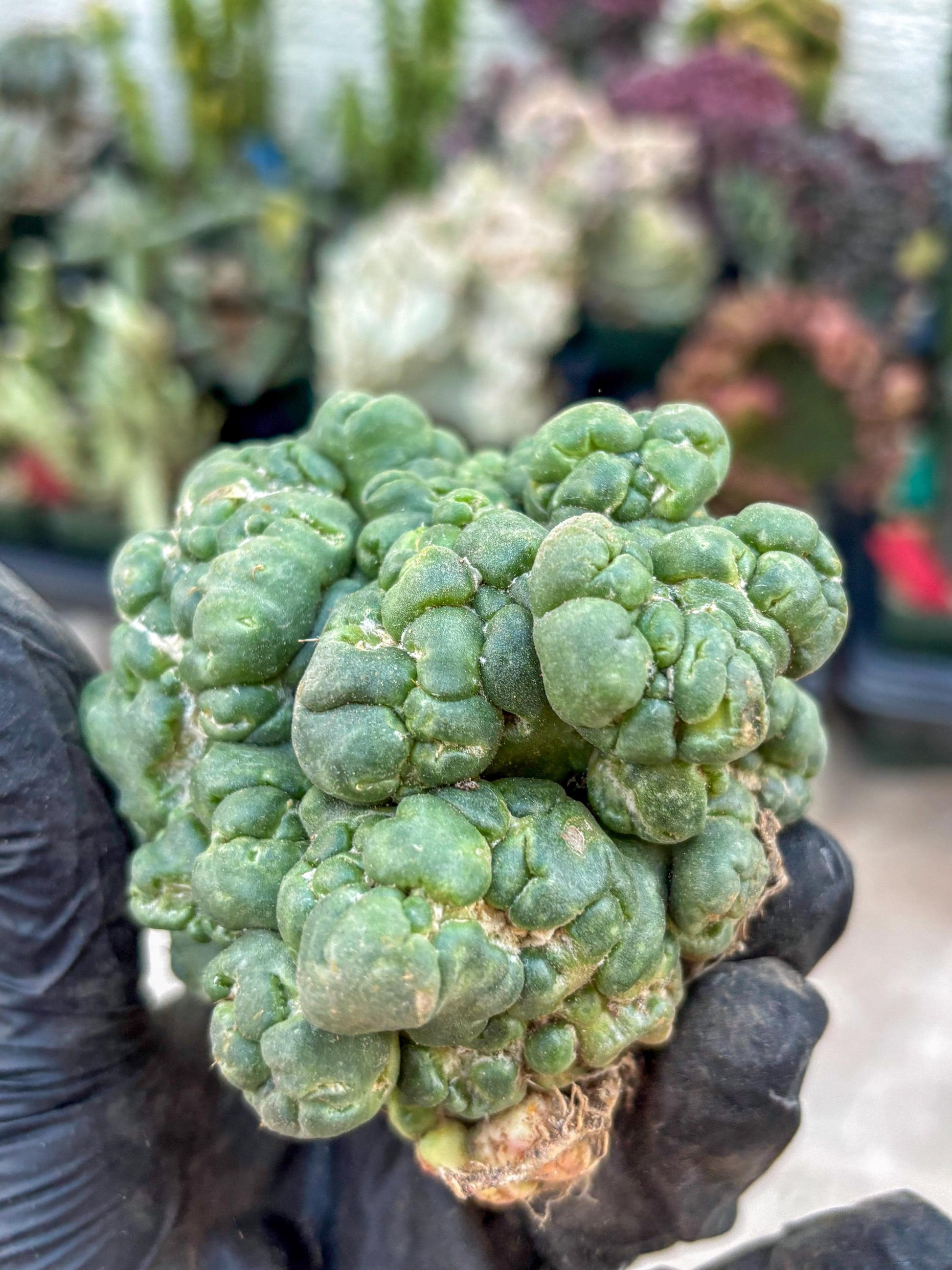 Coryphantha Elephantidens Cristata (Red) | Very Rare Imported Cactus