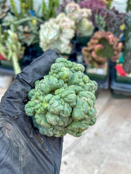 Coryphantha Elephantidens Cristata (Red) | Very Rare Imported Cactus