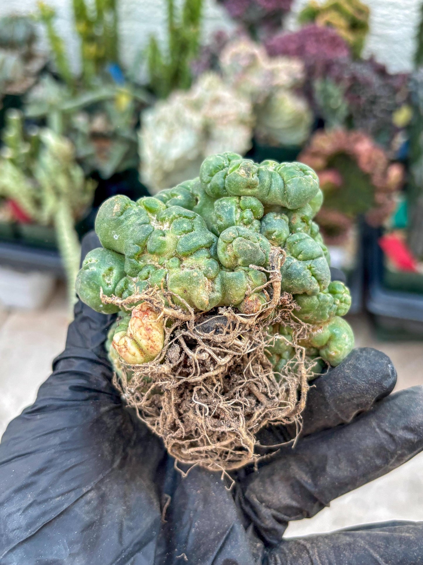 Coryphantha Elephantidens Cristata (Red) | Very Rare Imported Cactus