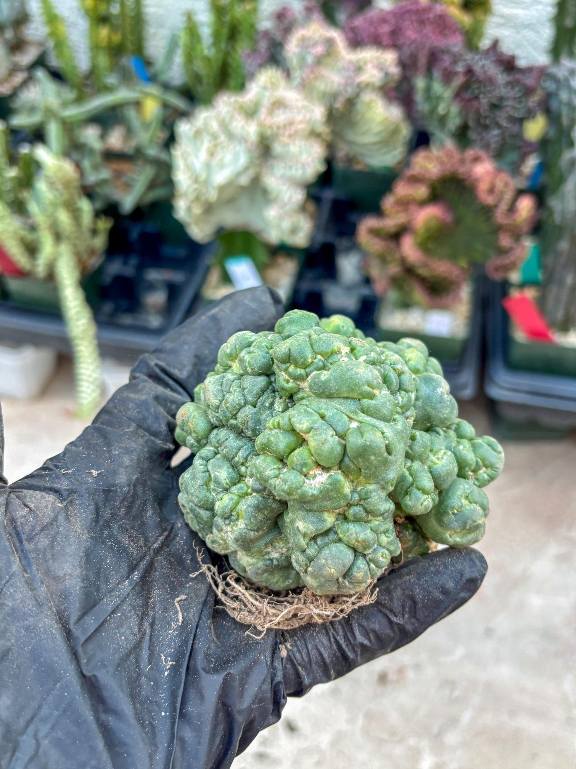 Coryphantha Elephantidens Cristata (Red) | Very Rare Imported Cactus