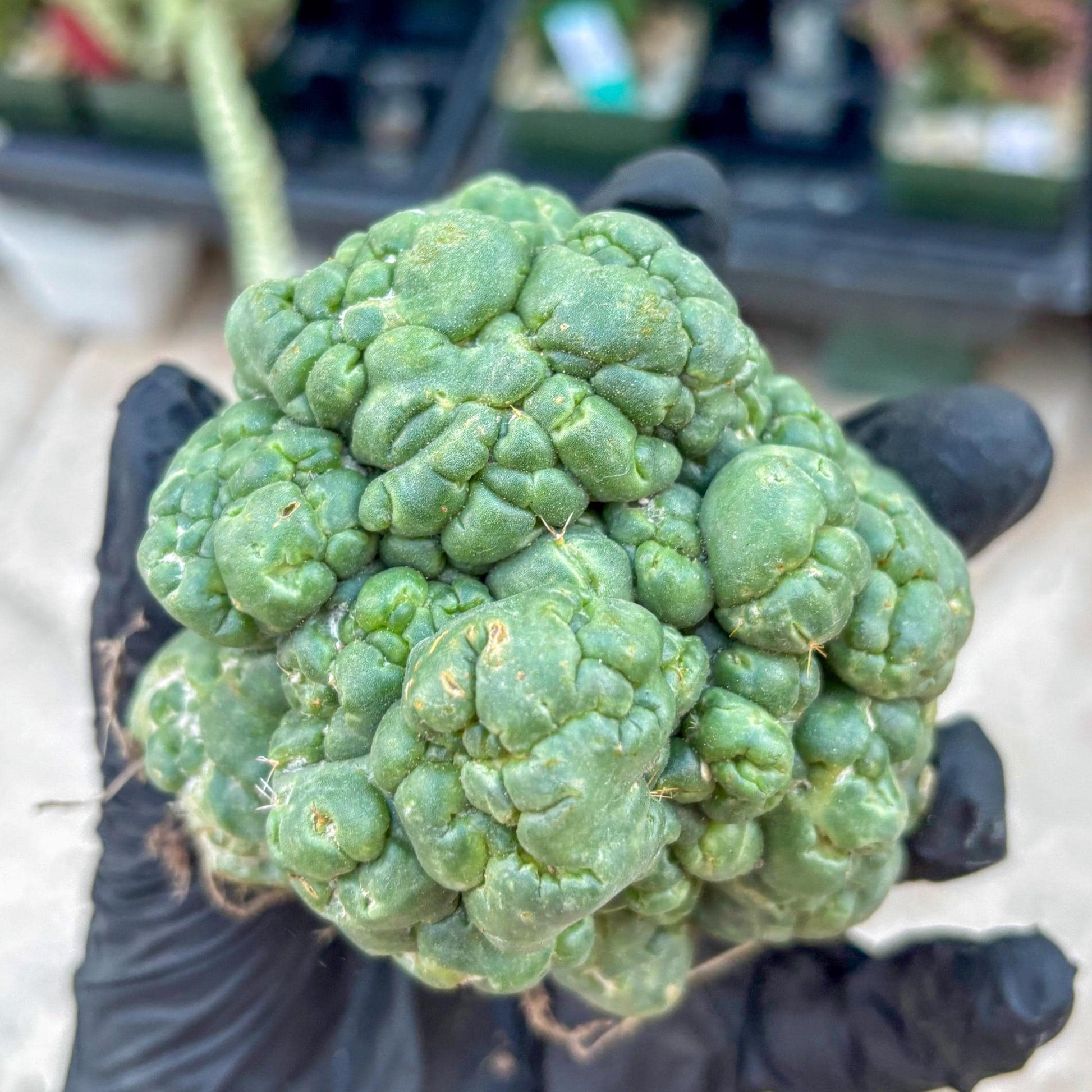 Coryphantha Elephantidens Cristata (Y) | Very Rare Imported Cactus