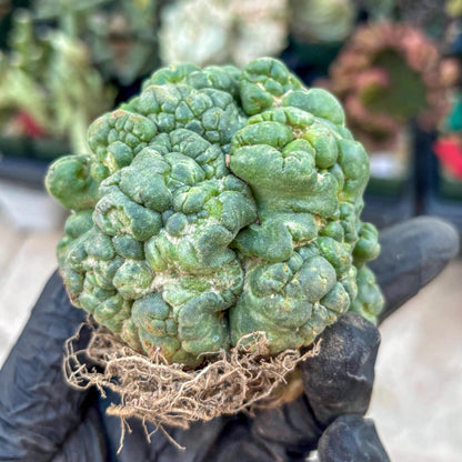 Coryphantha Elephantidens Cristata (Red) | Very Rare Imported Cactus