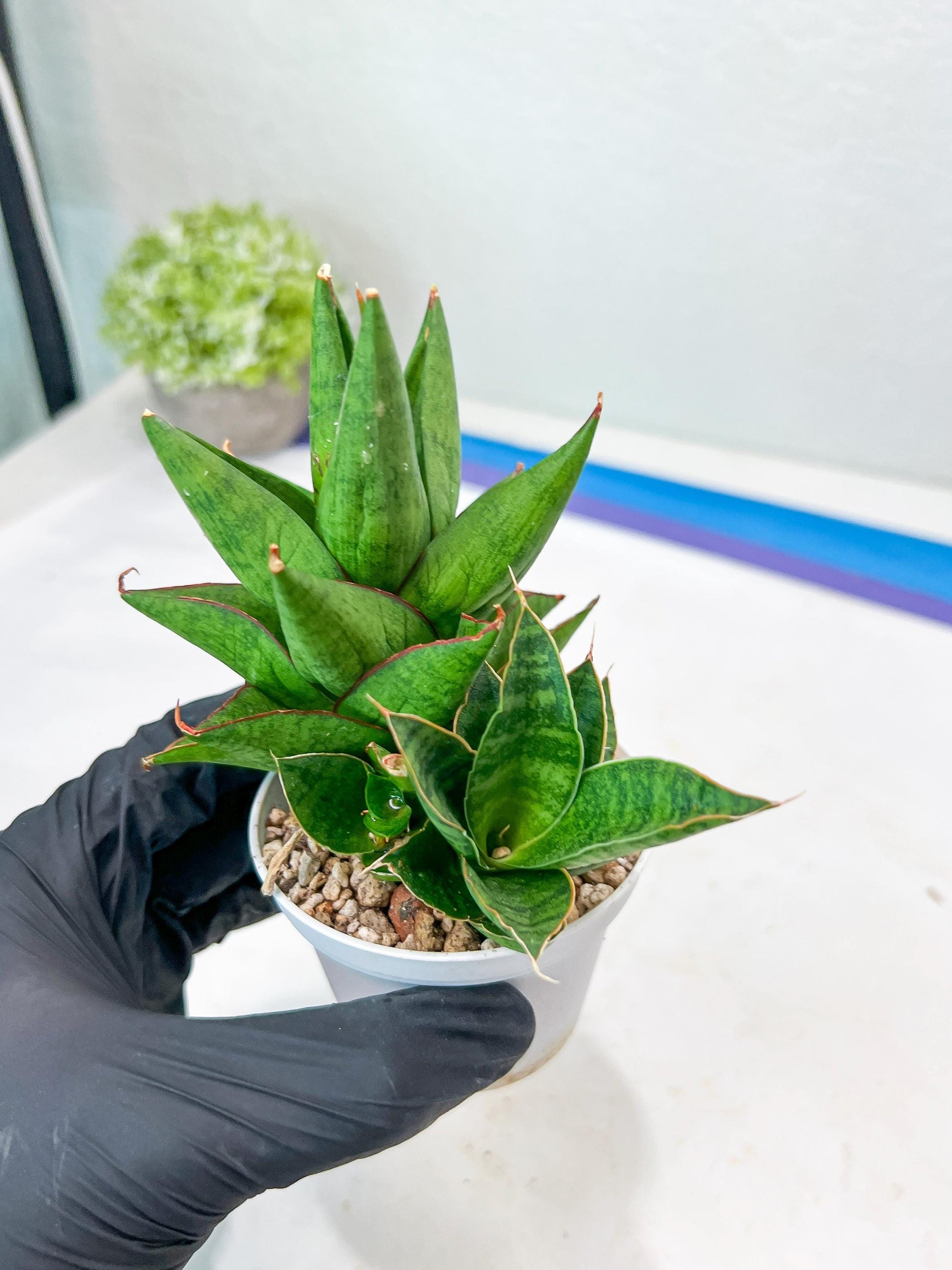 Sansevieria Apollo (g1) (1) | Imported Plant