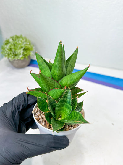 Sansevieria Apollo (g1) (1) | Imported Plant