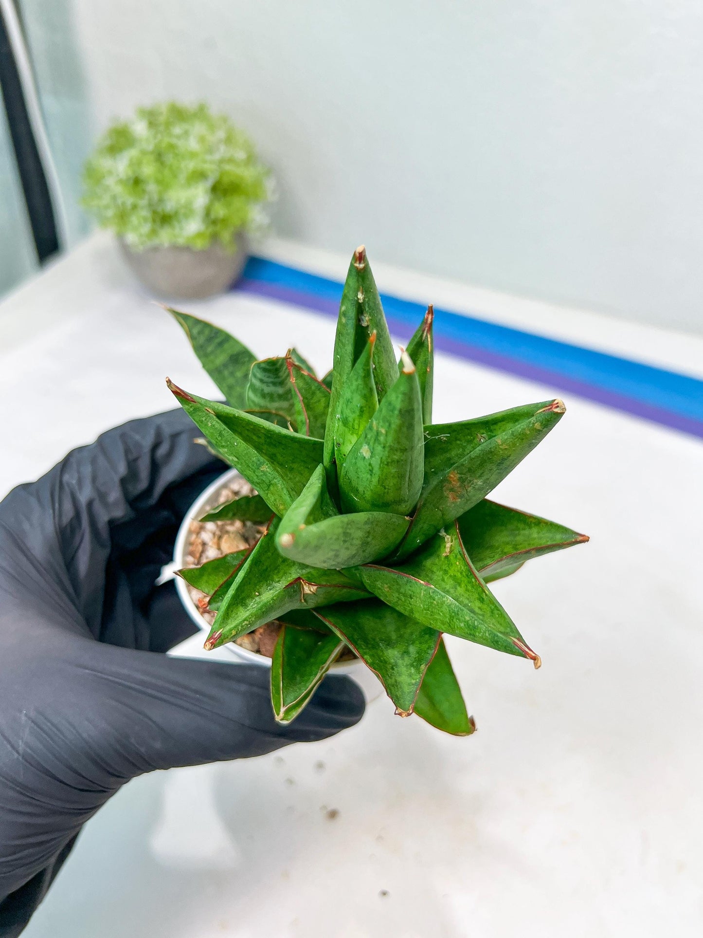Sansevieria Apollo (g1) (1) | Imported Plant