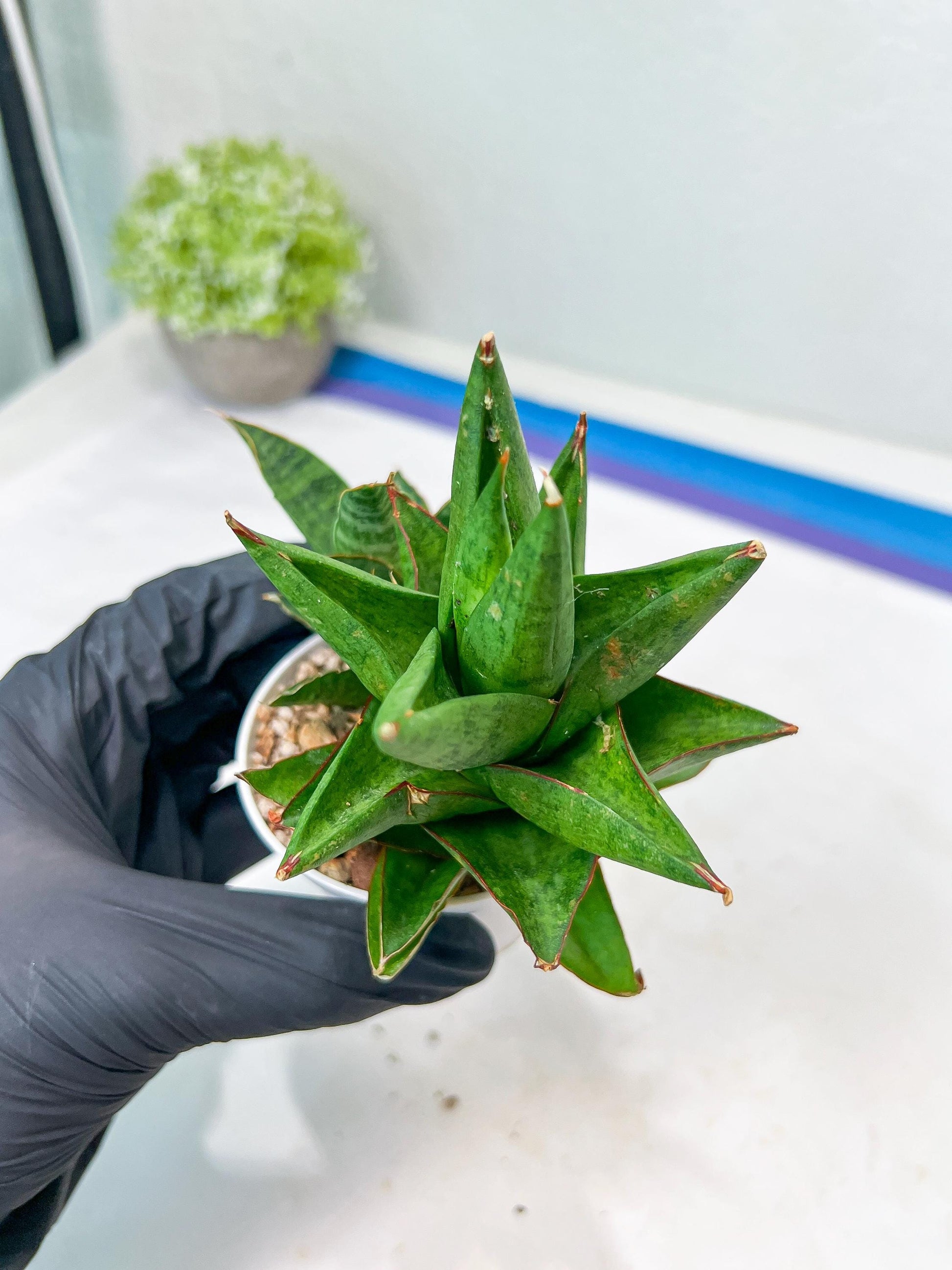 Sansevieria Apollo (g1) (1) | Imported Plant