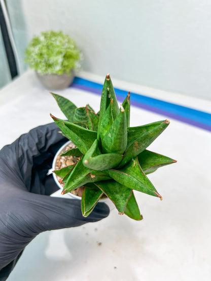 Sansevieria Apollo (g1) (1) | Imported Plant