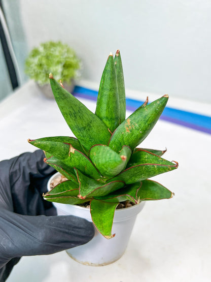 Sansevieria Apollo (g1) (1) | Imported Plant
