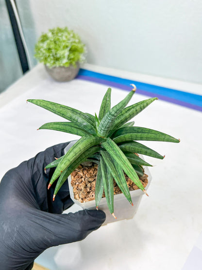 Sansevieria Thousand Blue (g1) (2) | Imported Plant