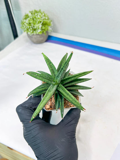 Sansevieria Thousand Blue (g1) (2) | Imported Plant