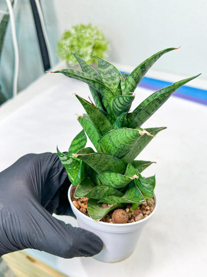 Sansevieria Piano (#PH10) | Rare Imported House Plants