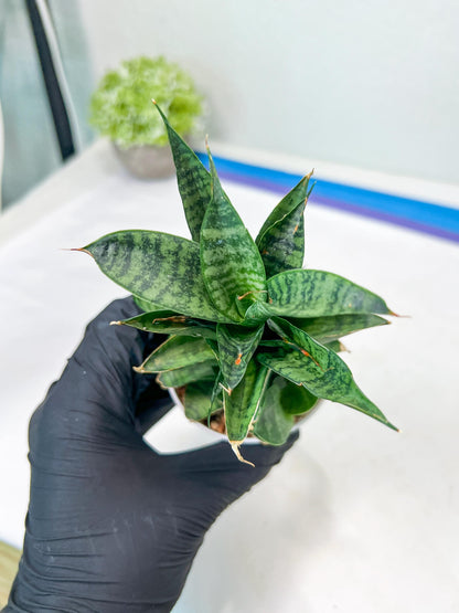 Sansevieria Piano (#PH10) | Rare Imported House Plants