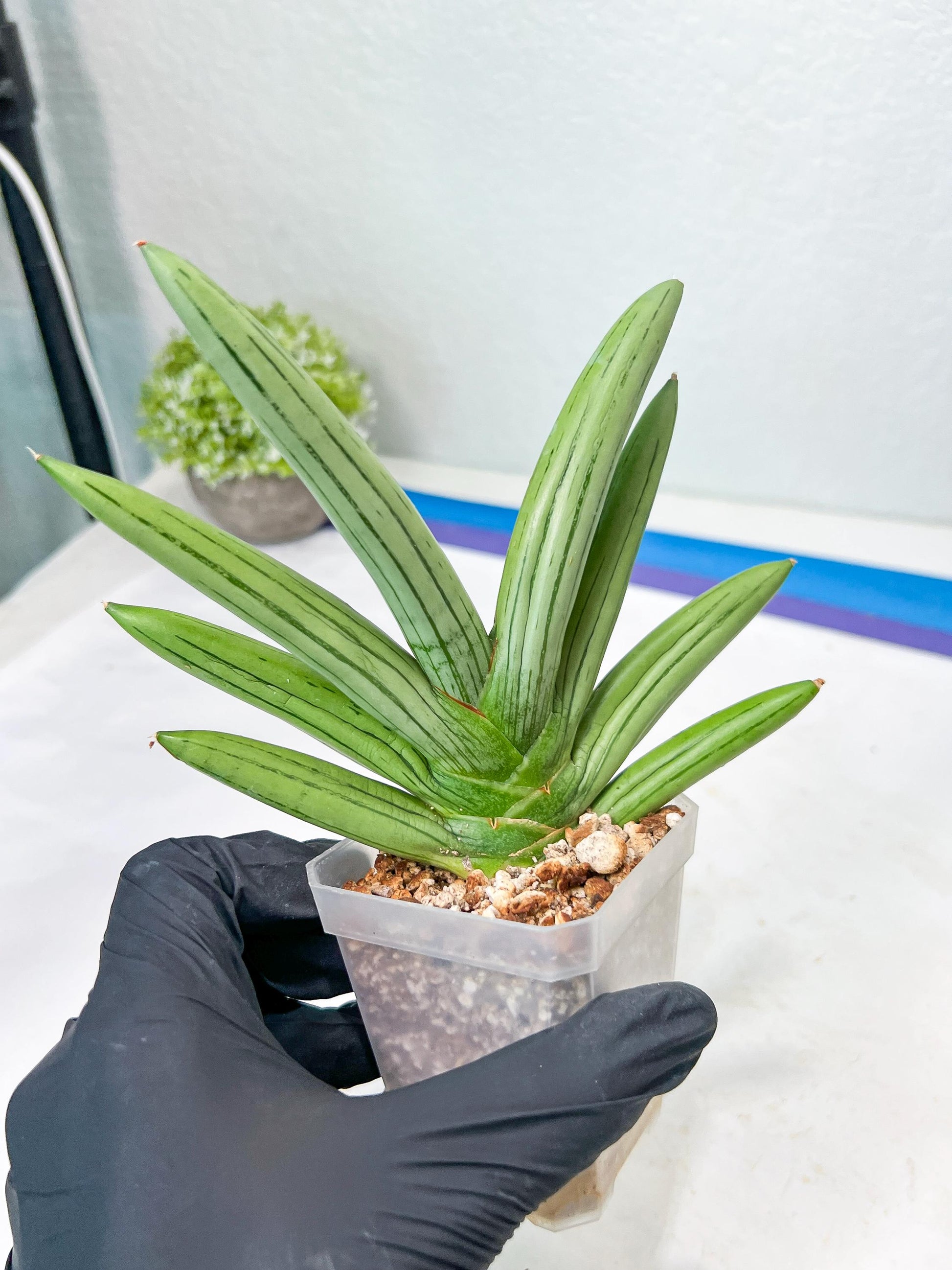 Sansevieria Iceman (#RA16) | Explore the World of Unusual Plants | 2" Pots