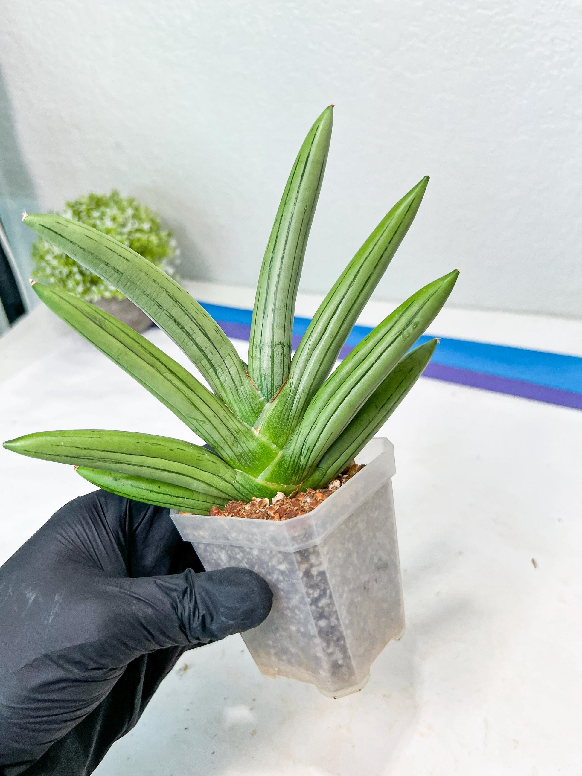 Sansevieria Iceman (#RA16) | Explore the World of Unusual Plants | 2" Pots