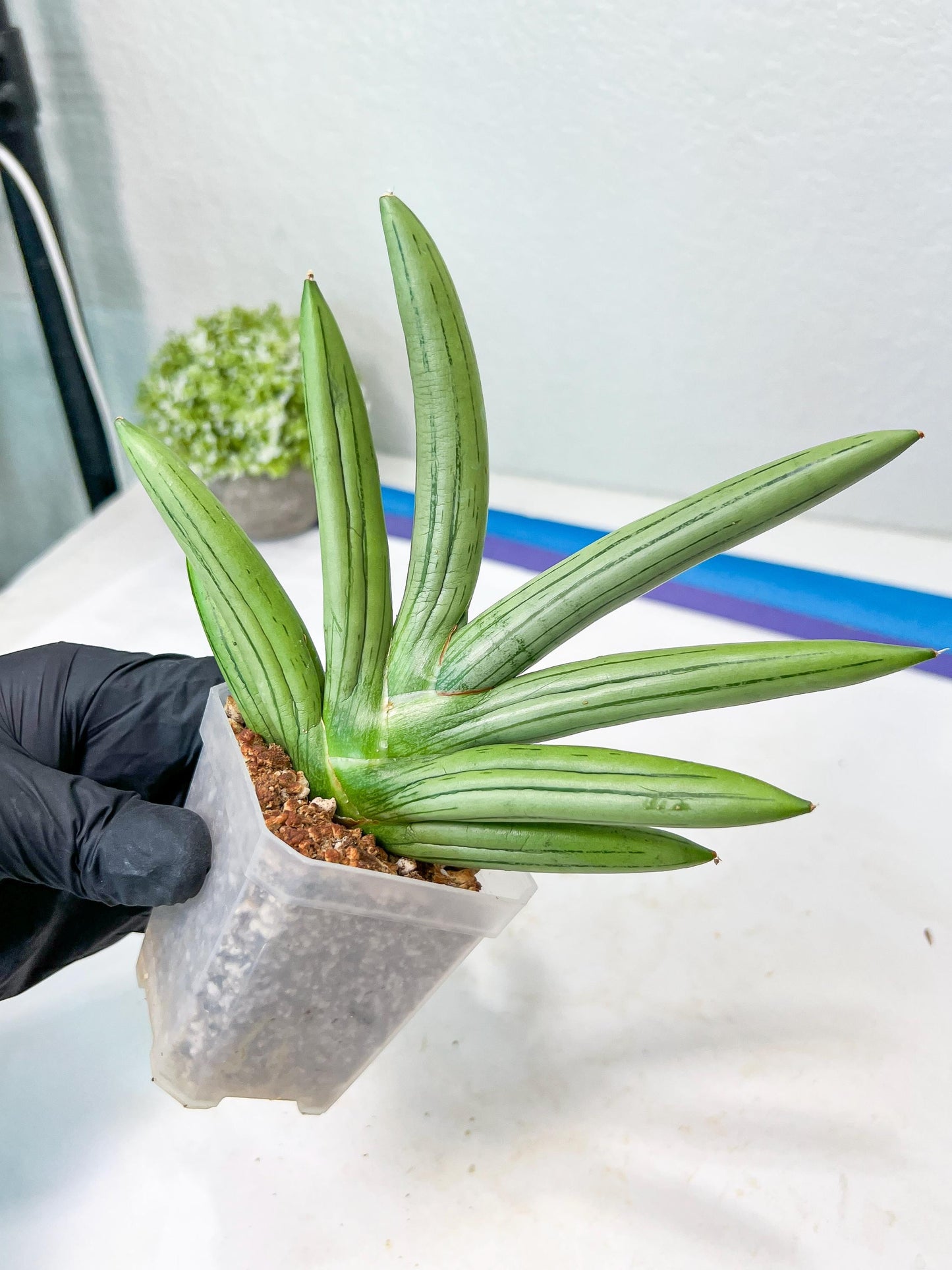 Sansevieria Iceman (#RA16) | Explore the World of Unusual Plants | 2" Pots