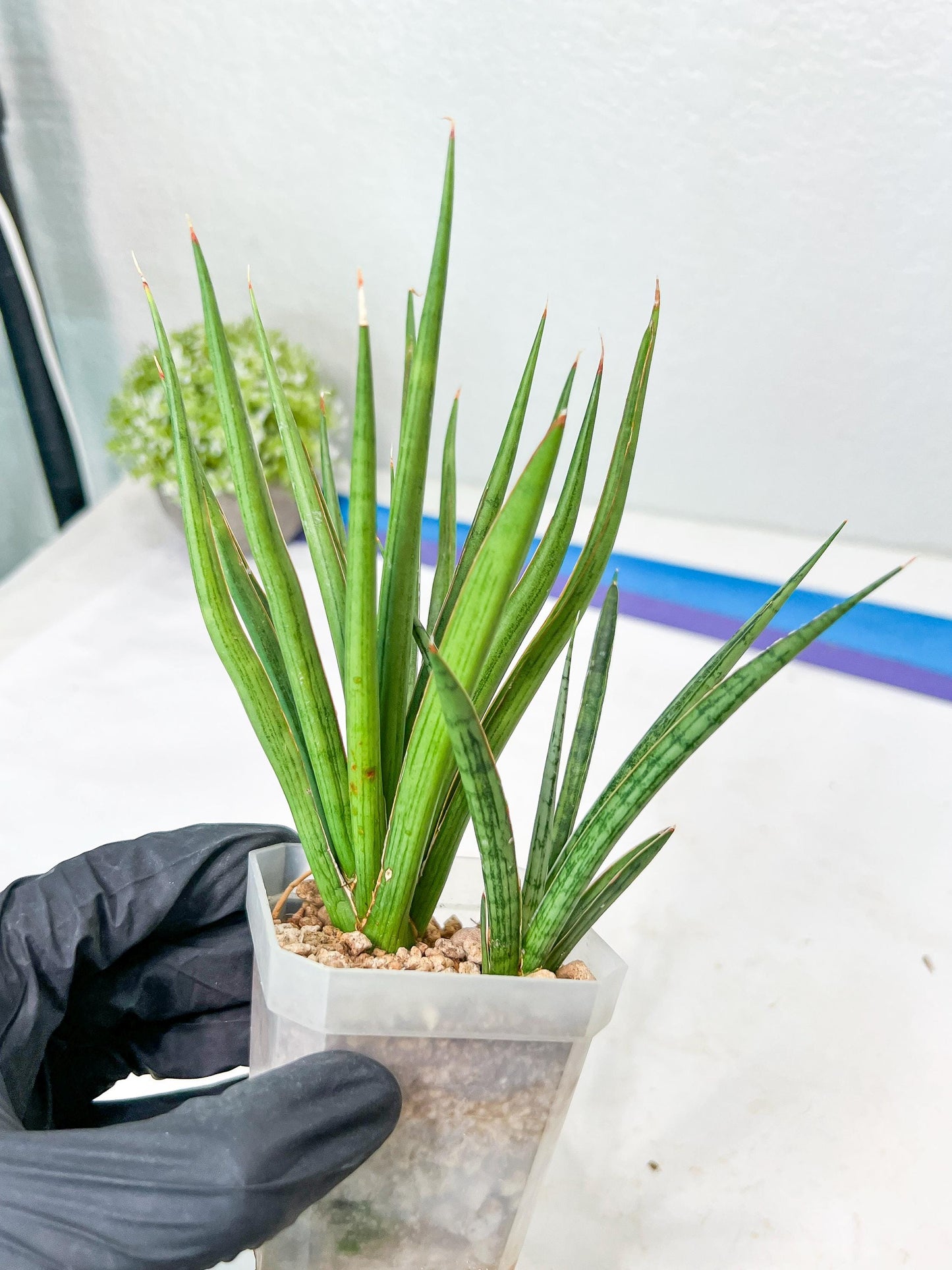 Sansevieria Silver Torch (#KW1) | Imported Snake Plants