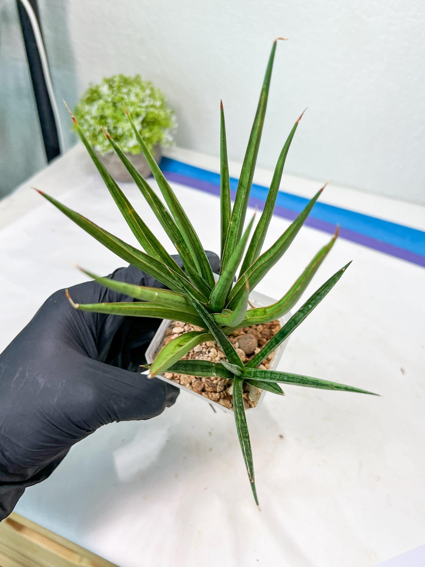 Sansevieria Silver Torch (#KW1) | Imported Snake Plants