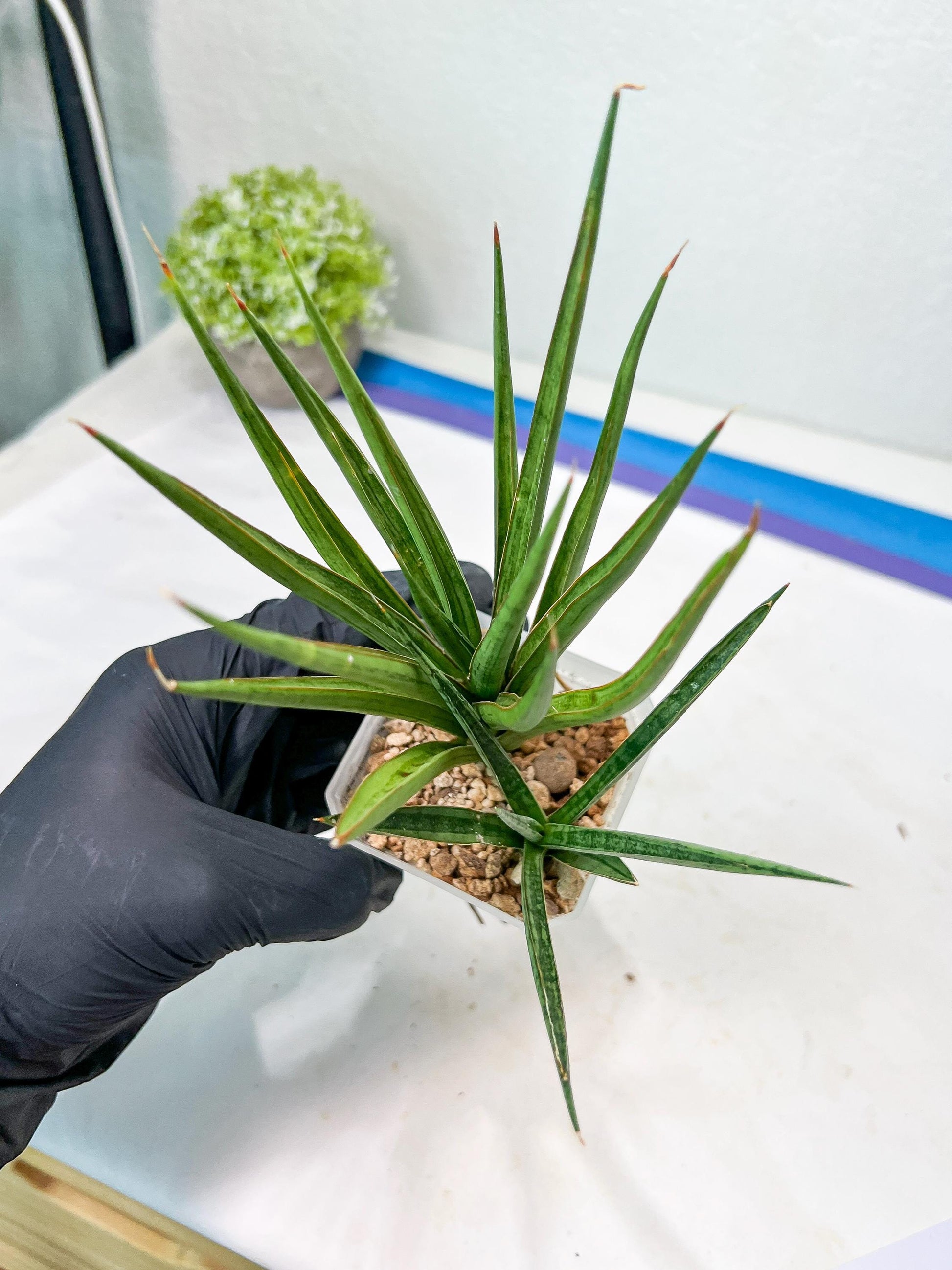 Sansevieria Silver Torch (#KW1) | Imported Snake Plants