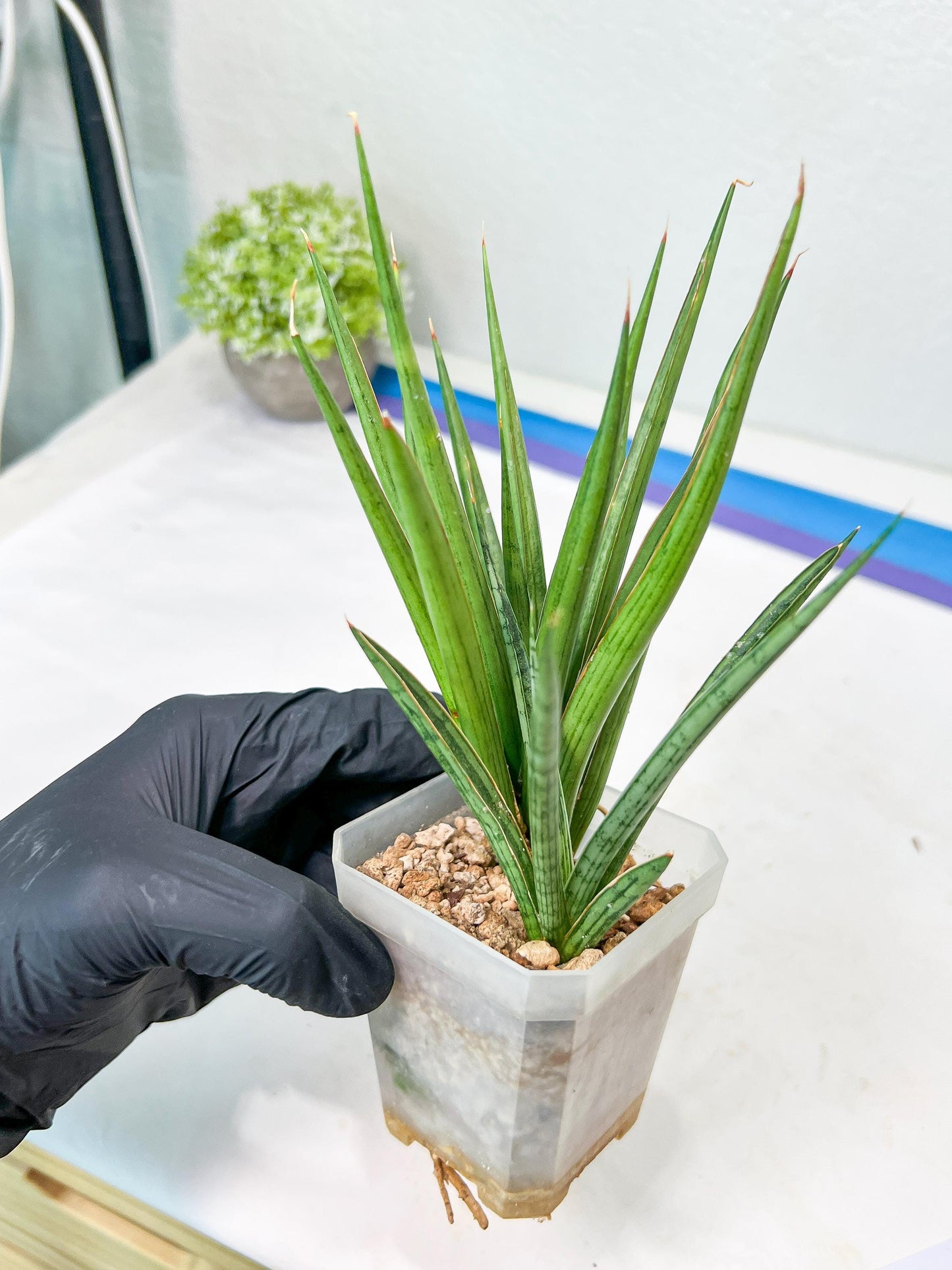 Sansevieria Silver Torch (#KW1) | Imported Snake Plants