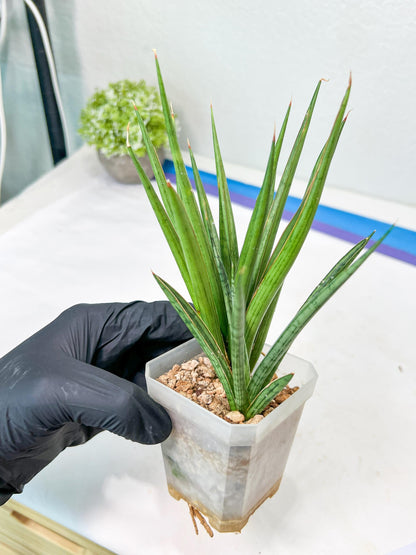 Sansevieria Silver Torch (#KW1) | Imported Snake Plants