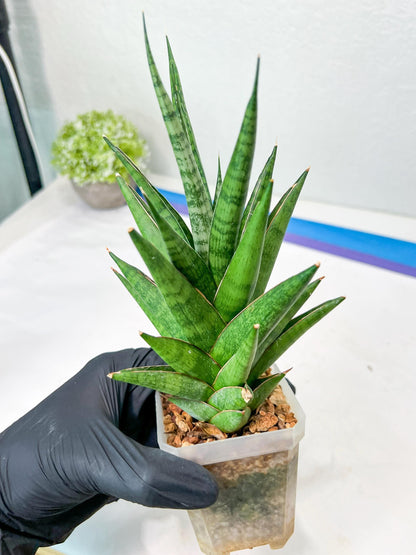 Sansevieria RockMan XL (#B1) | Rare Hybrid Species