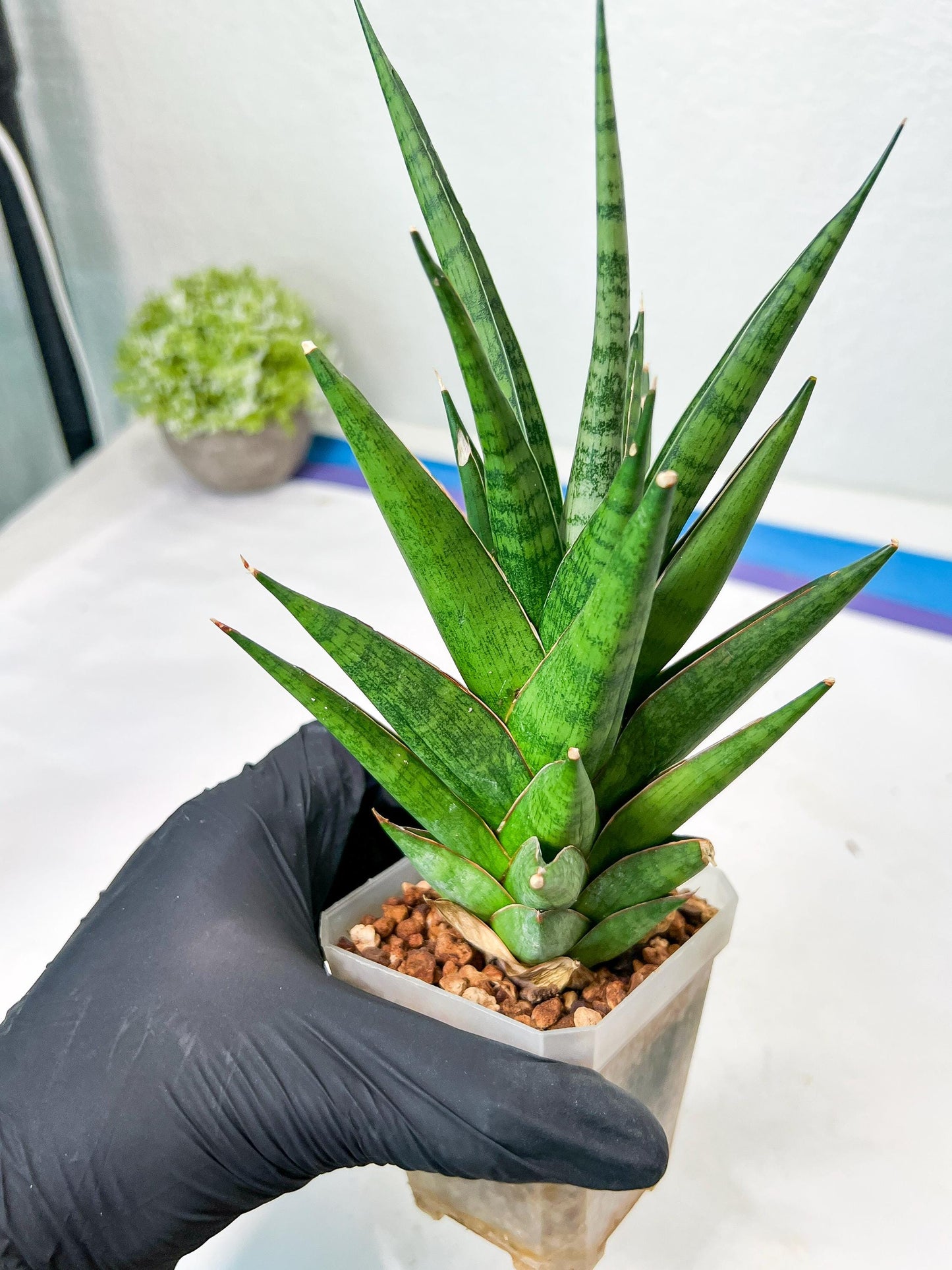Sansevieria RockMan XL (#B1) | Rare Hybrid Species