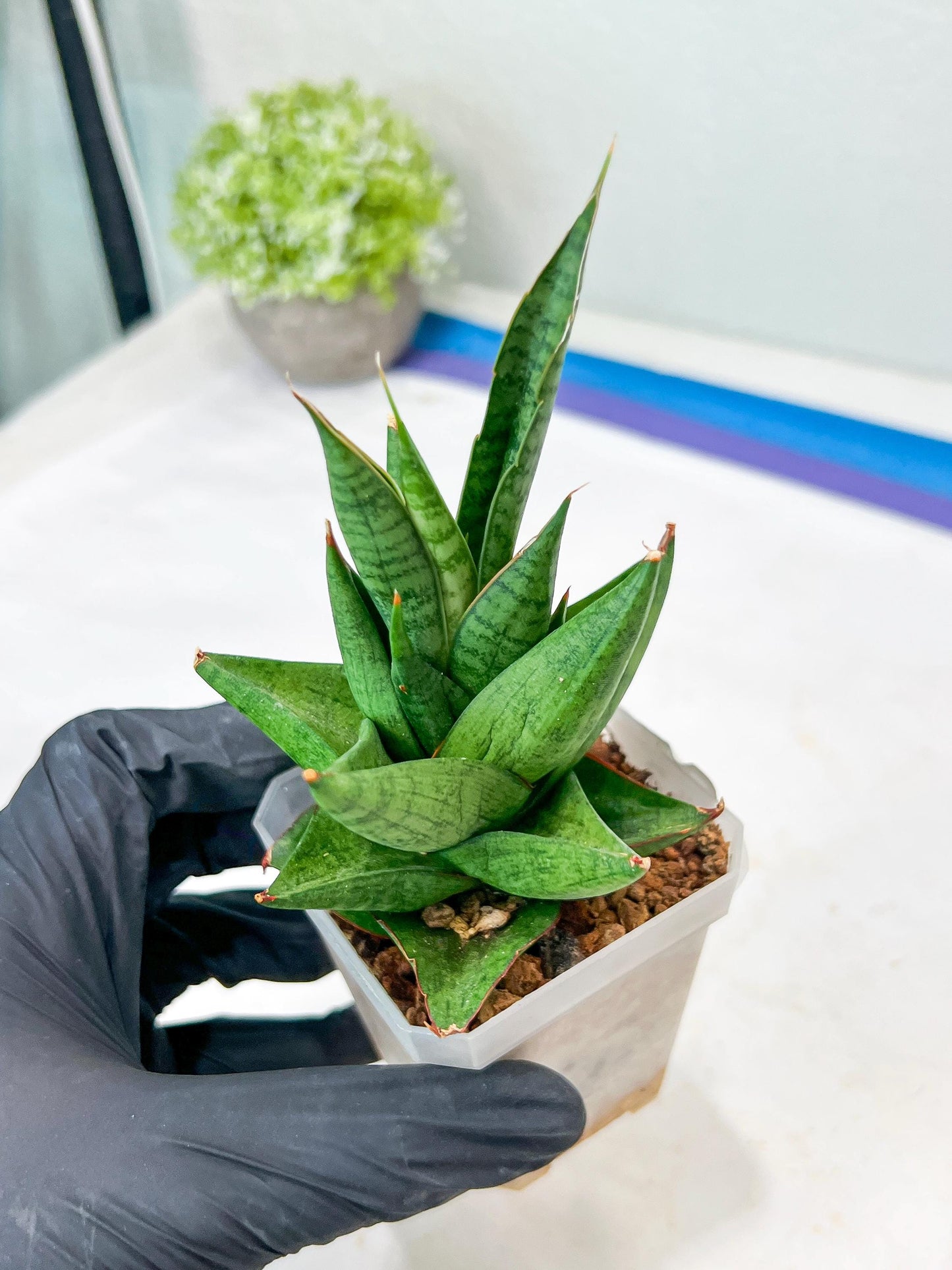 Sansevieria Apollo (g1) (7) | Imported Plant