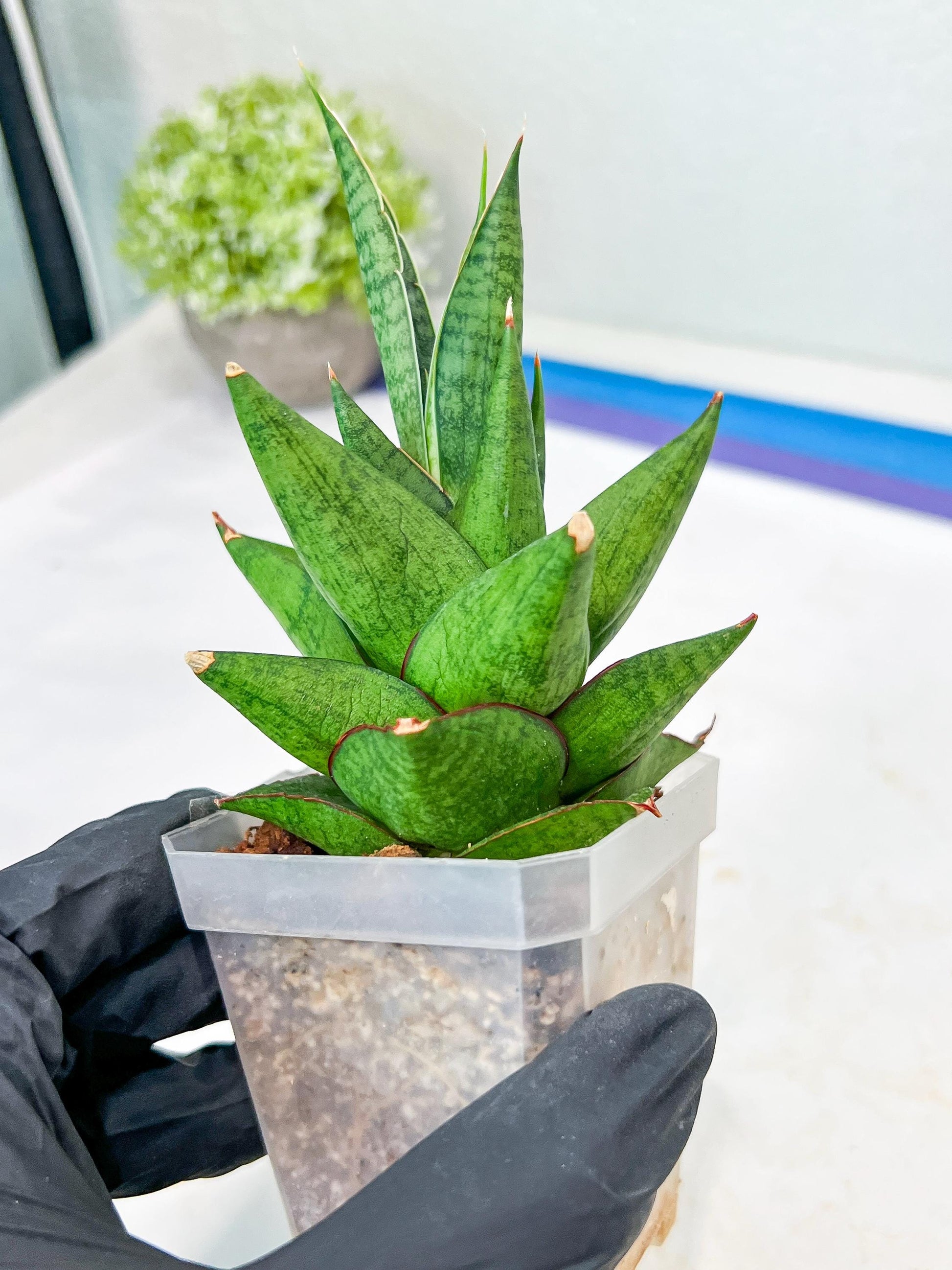 Sansevieria Apollo (g1) (7) | Imported Plant