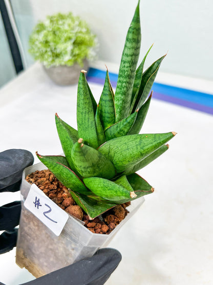 Sansevieria Apollo (g1) (7) | Imported Plant