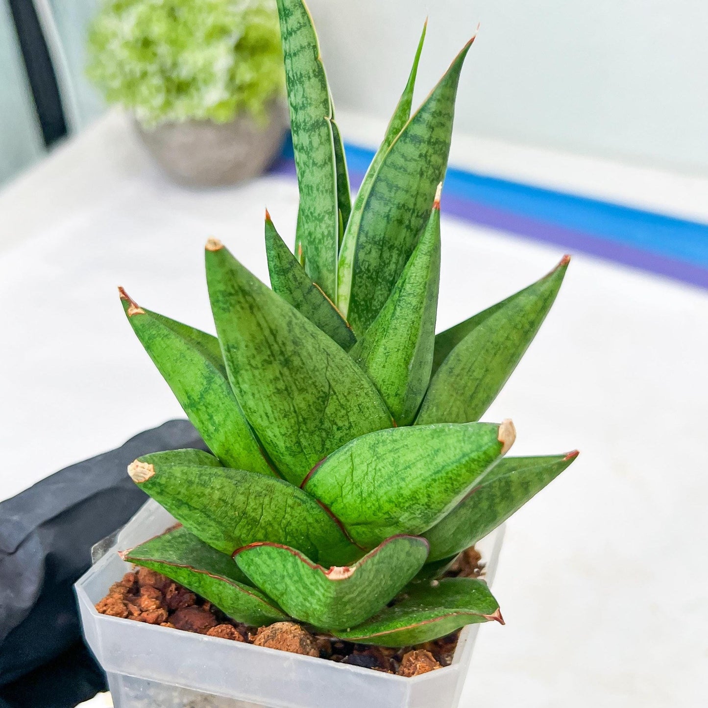 Sansevieria Apollo (g1) (7) | Imported Plant