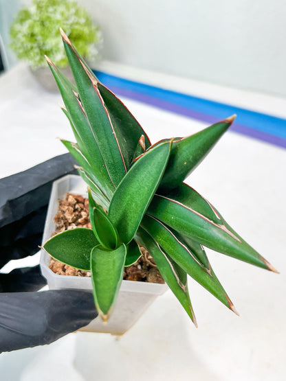 Sansevieria Sawasdee (#RA17) | Imported Hybrids