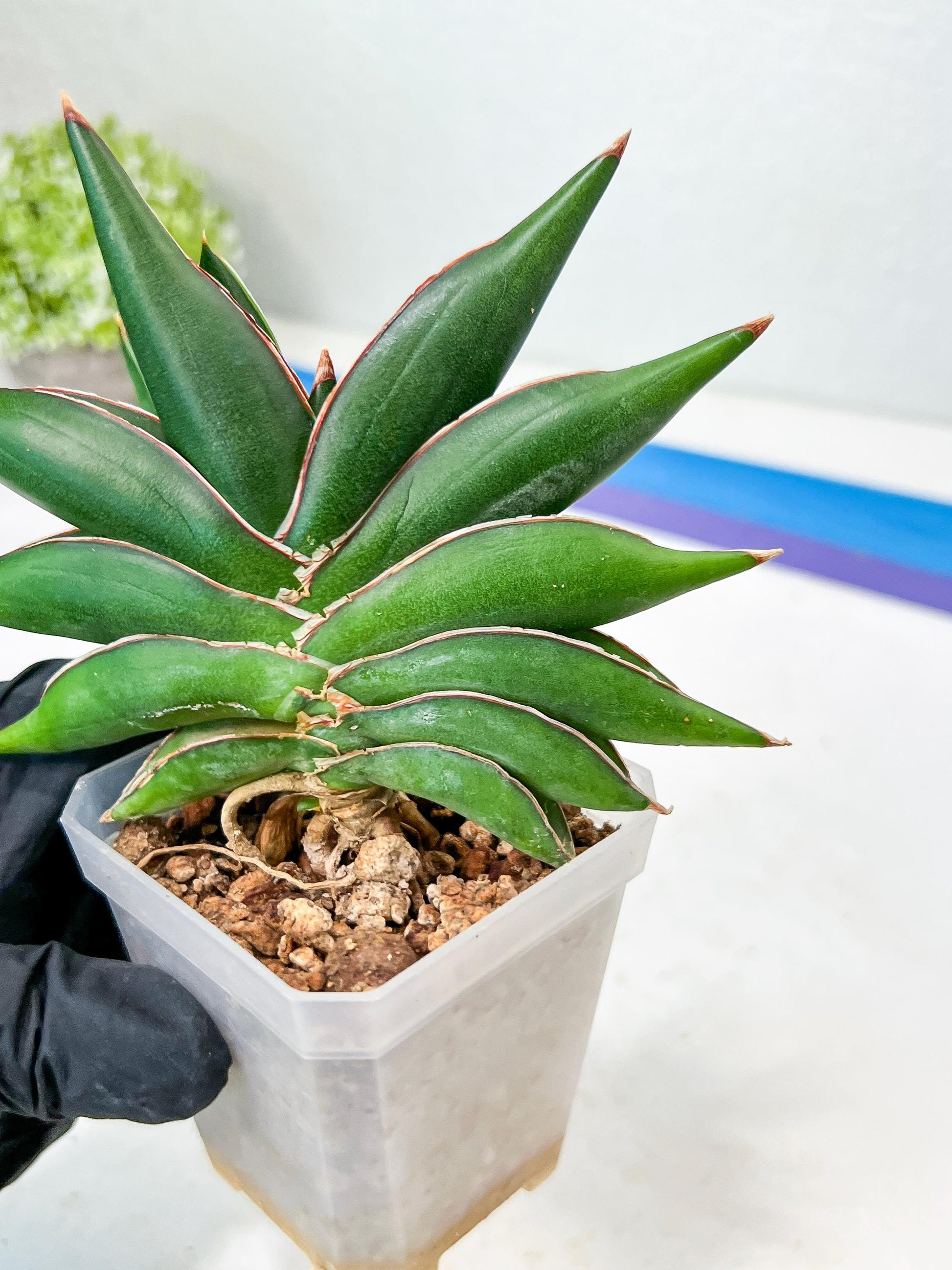 Sansevieria Sawasdee (#RA17) | Imported Hybrids