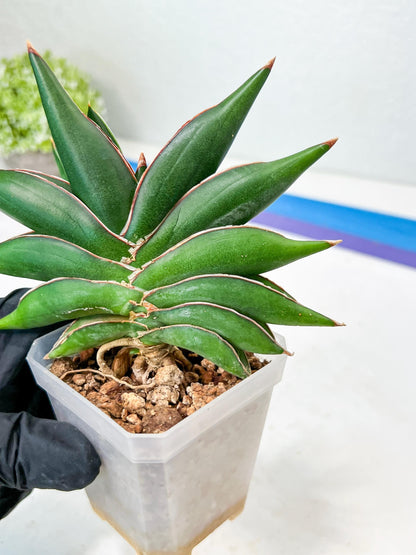 Sansevieria Sawasdee (#RA17) | Imported Hybrids