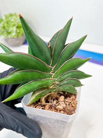Sansevieria Sawasdee (#RA17) | Imported Hybrids