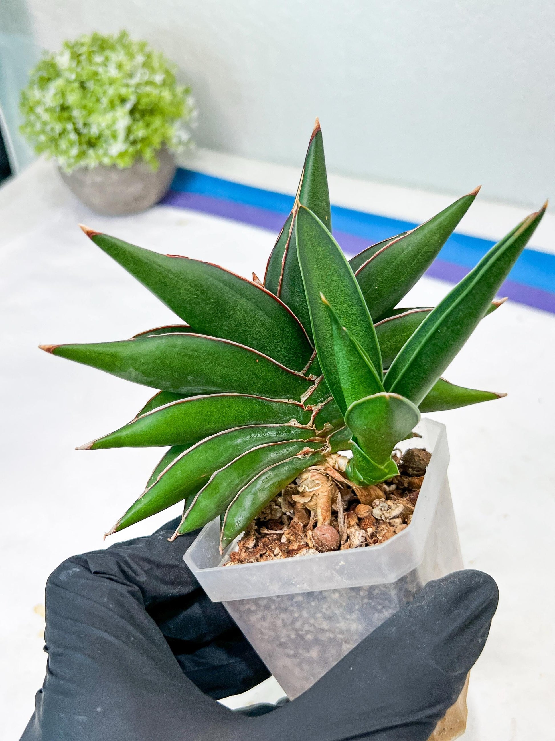 Sansevieria Sawasdee (#RA17) | Imported Hybrids
