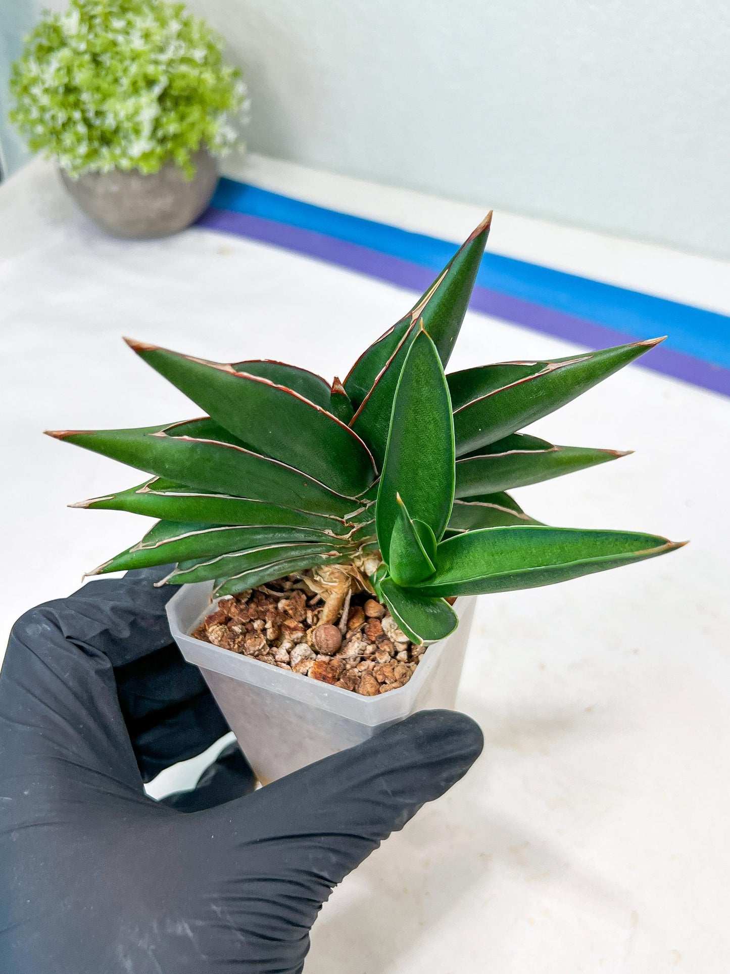 Sansevieria Sawasdee (#RA17) | Imported Hybrids