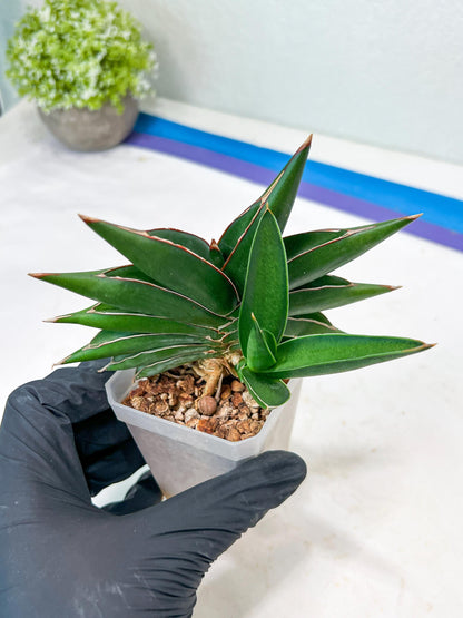 Sansevieria Sawasdee (#RA17) | Imported Hybrids