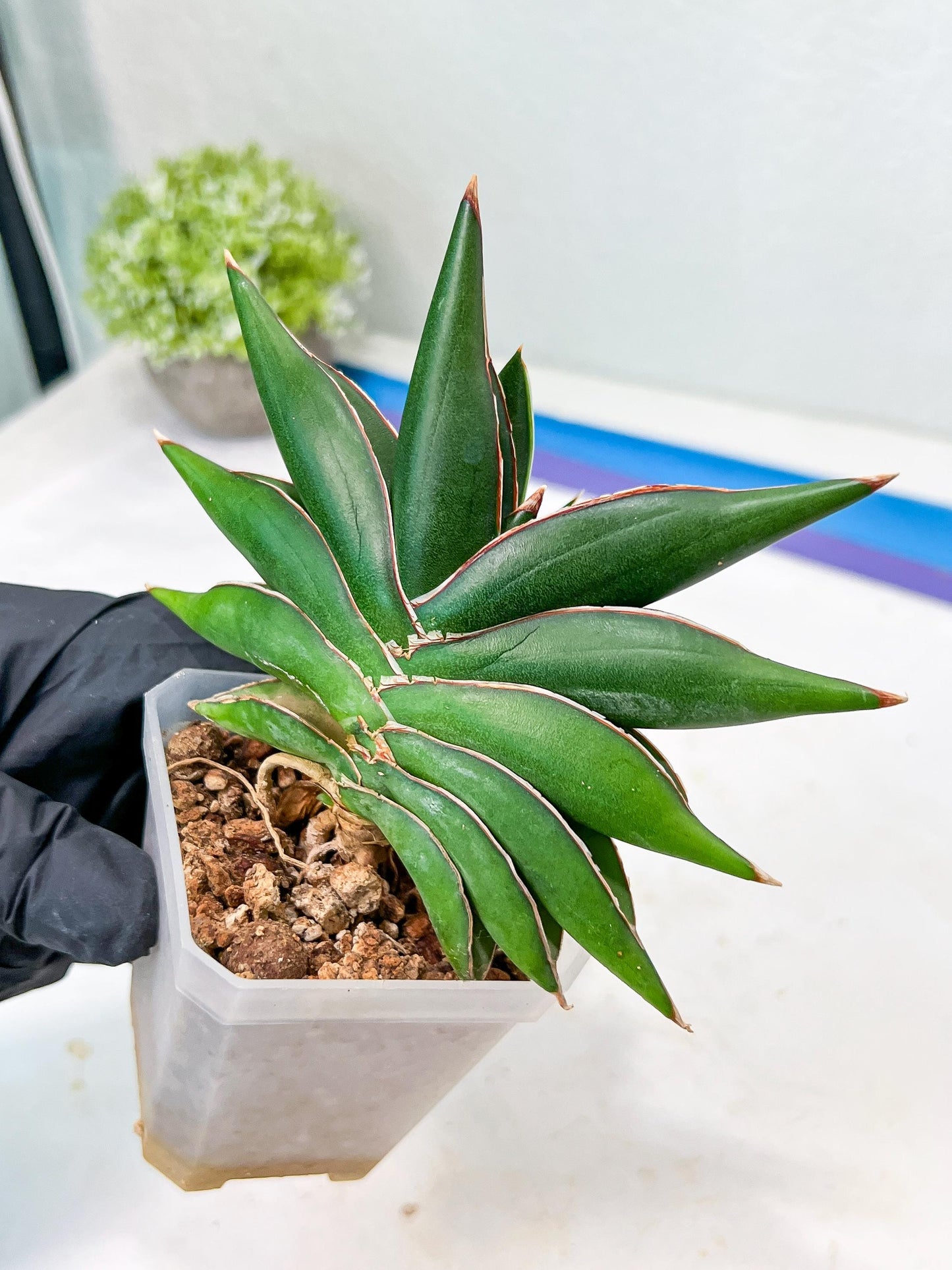 Sansevieria Sawasdee (#RA17) | Imported Hybrids