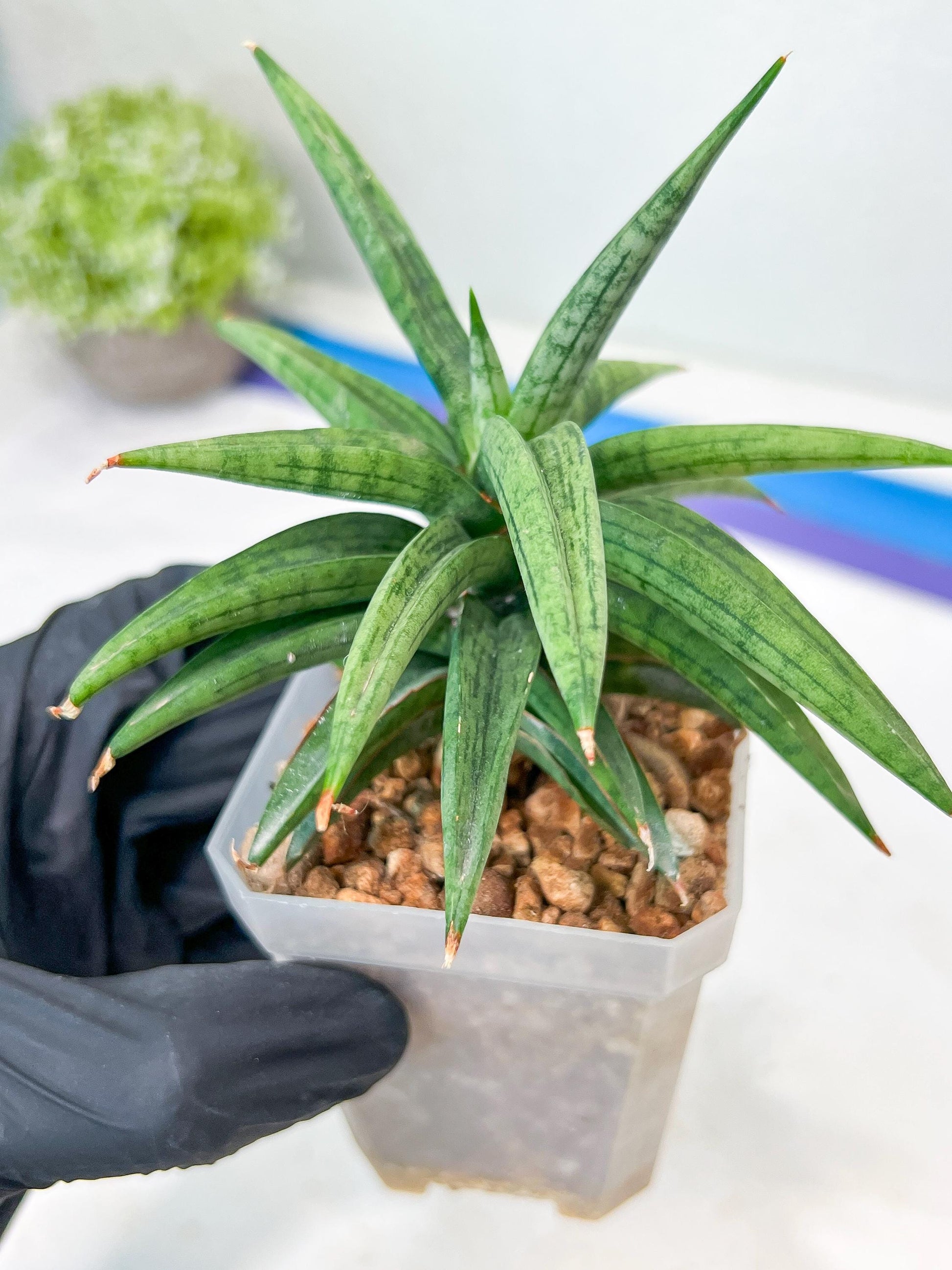 Sansevieria Thousand Blue (g1) (10) | Imported Plant