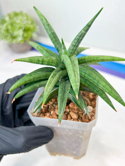 Sansevieria Thousand Blue (g1) (10) | Imported Plant